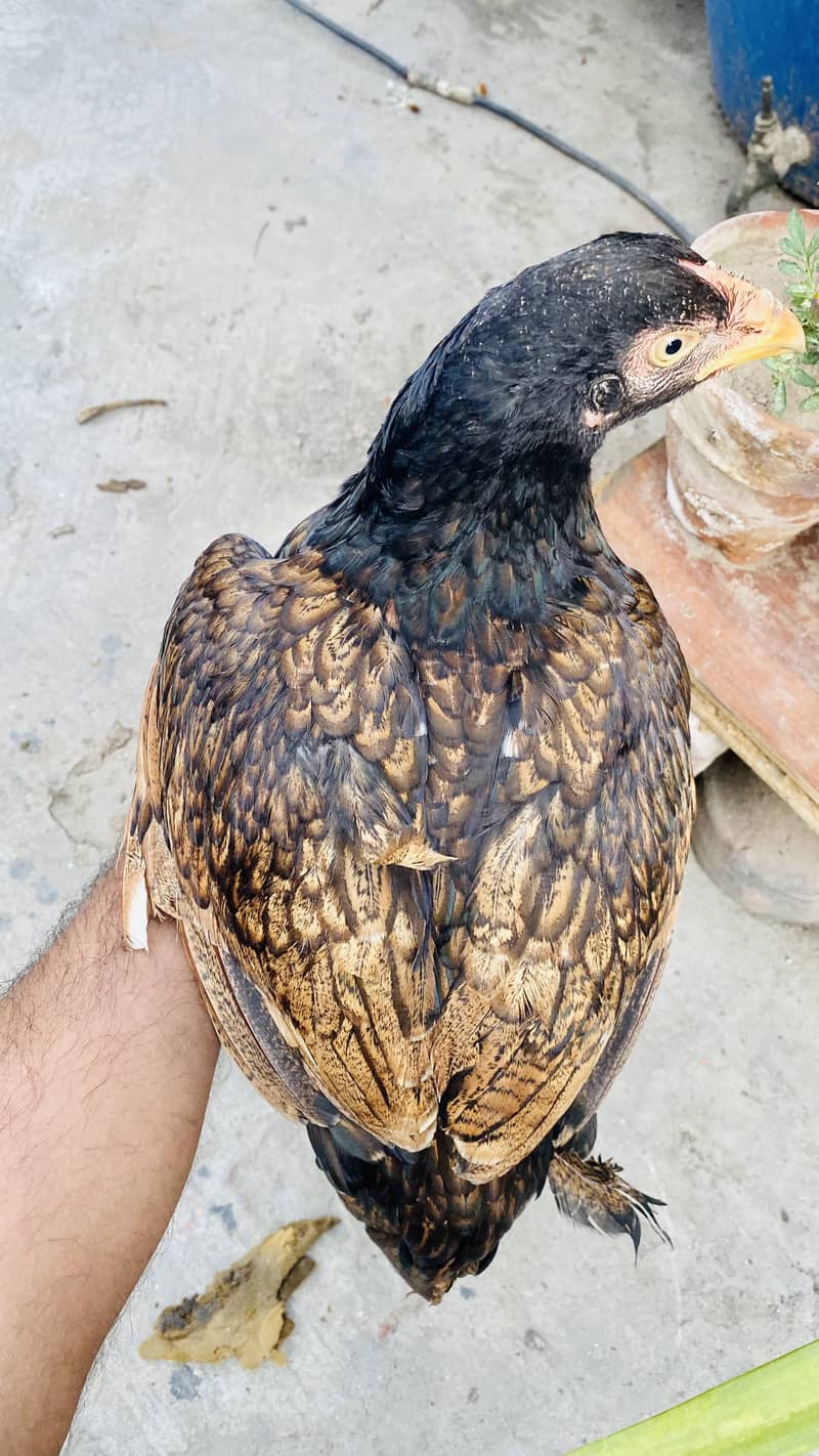 Pakistani Best bread 3