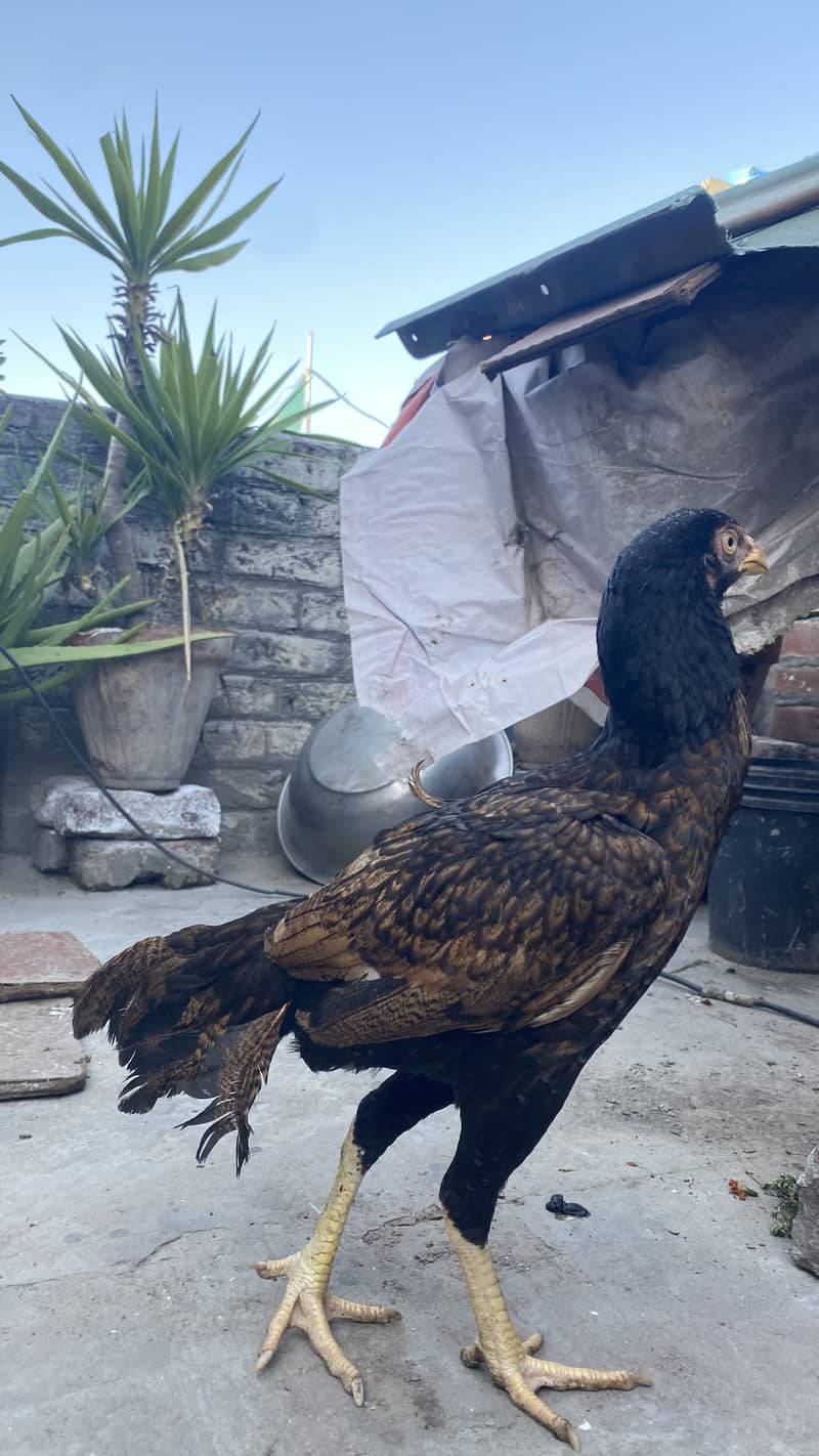 Pakistani Best bread 4