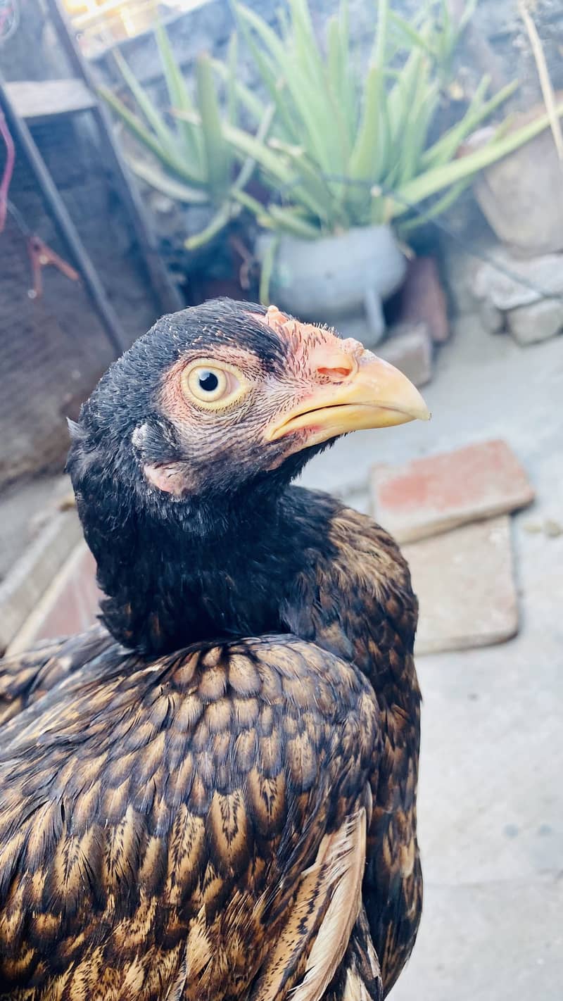 Pakistani Best bread 5