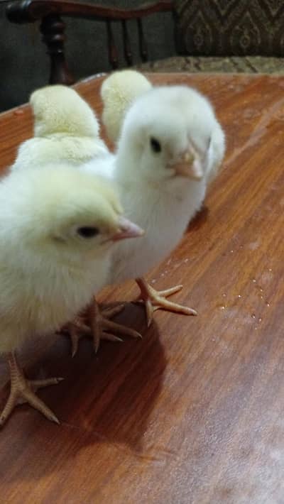 heera aseel |  ہیرا وائٹ اسیل چوزے |