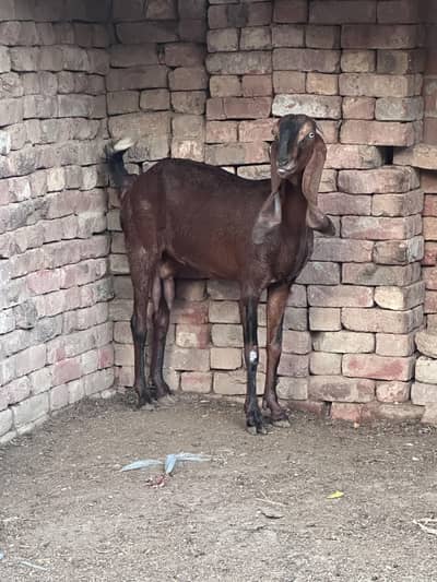 صحت مند بیٹل نسل کی دو بکریاں فوری دستیاب