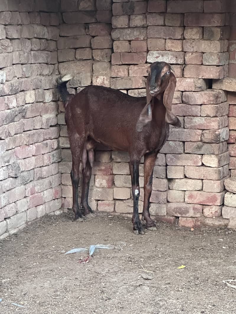 صحت مند بیٹل نسل کی دو بکریاں فوری دستیاب 0