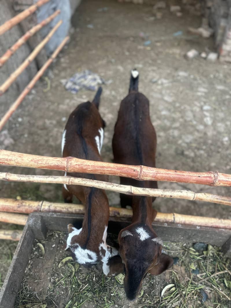 صحت مند بیٹل نسل کی دو بکریاں فوری دستیاب 1