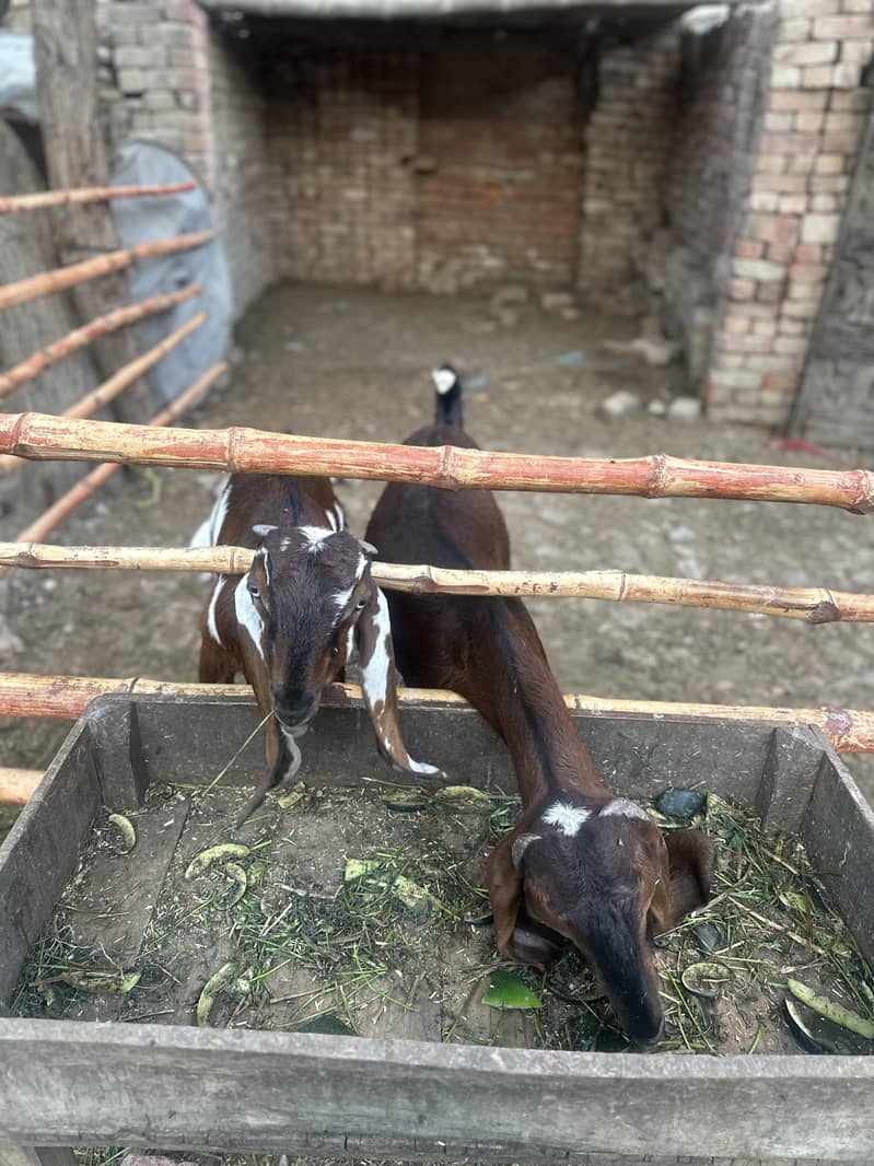 صحت مند بیٹل نسل کی دو بکریاں فوری دستیاب 2