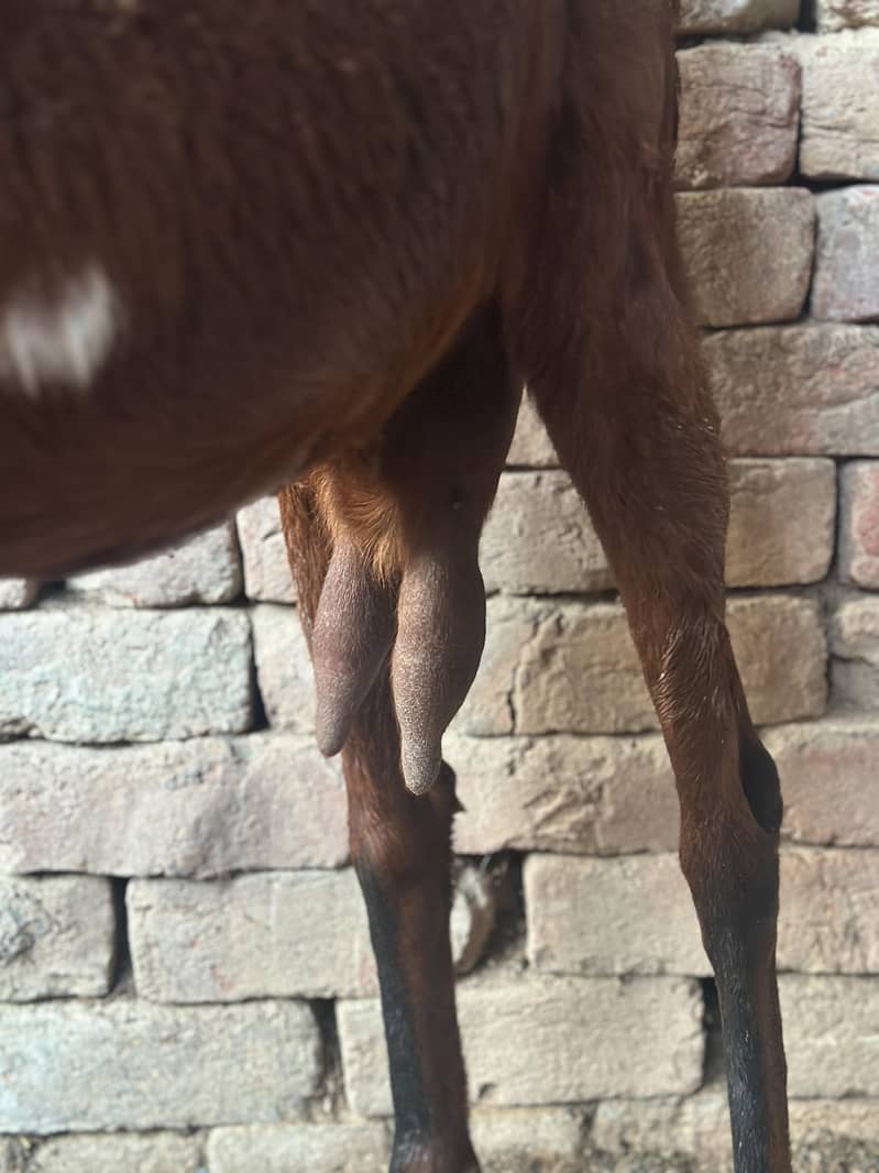 صحت مند بیٹل نسل کی دو بکریاں فوری دستیاب 3