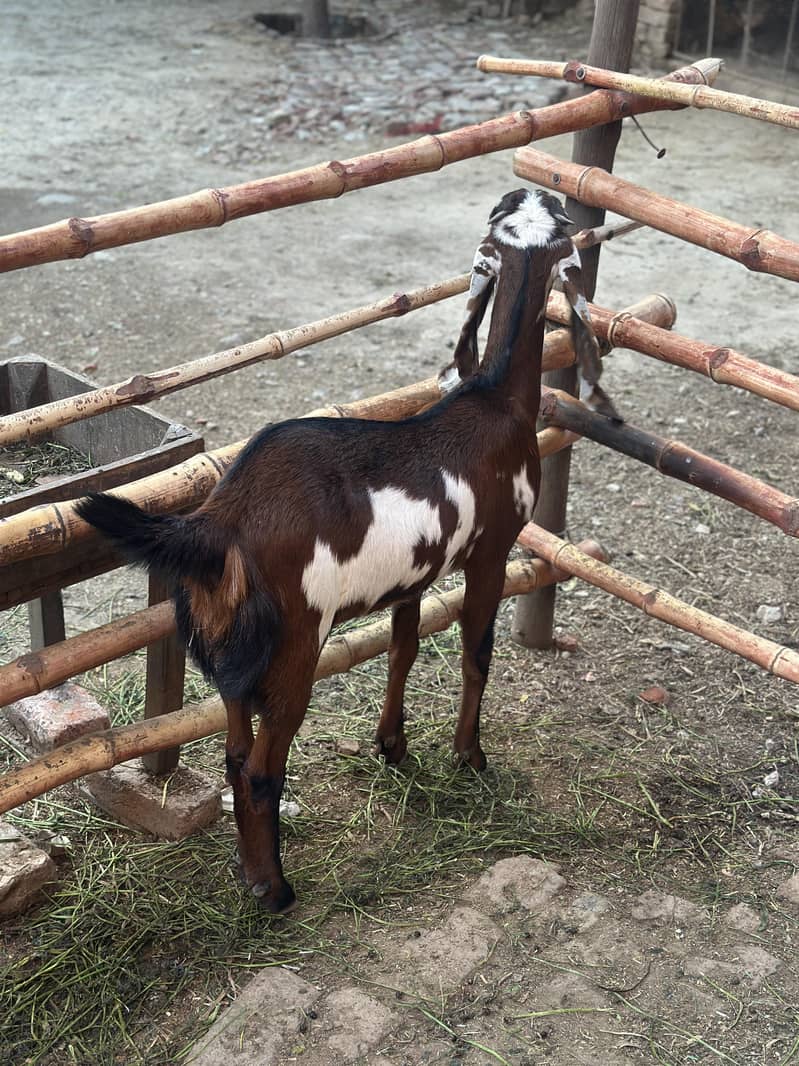 صحت مند بیٹل نسل کی دو بکریاں فوری دستیاب 4