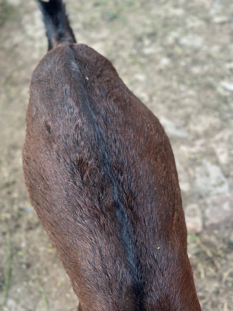 صحت مند بیٹل نسل کی دو بکریاں فوری دستیاب 5