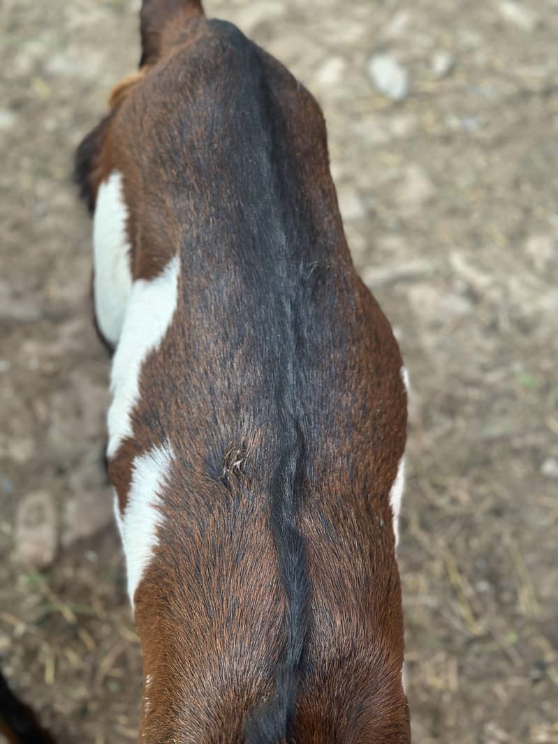 صحت مند بیٹل نسل کی دو بکریاں فوری دستیاب 6