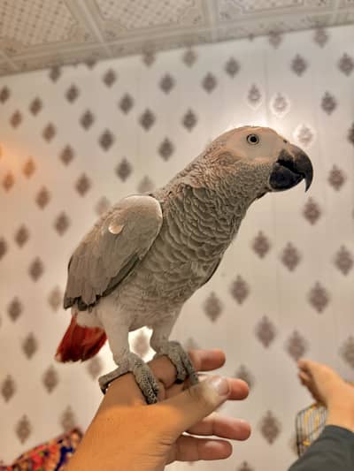 Grey Parrot - tamed