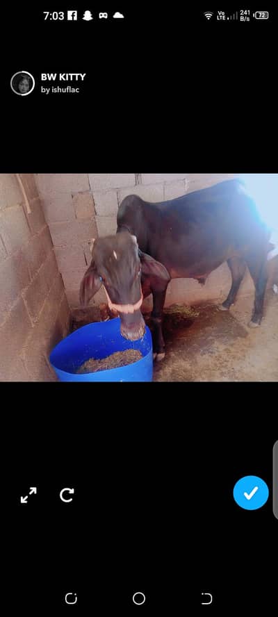 qurbani LA Janwer  age 3year old 2.80 lakh price