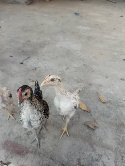 3 chicks white jawa, 2 chicks misri total 5 chicks ha