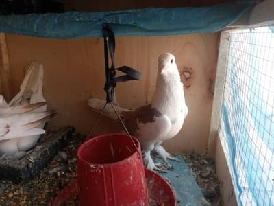 yellow eyes  shrazi  highflyer total 21 available a