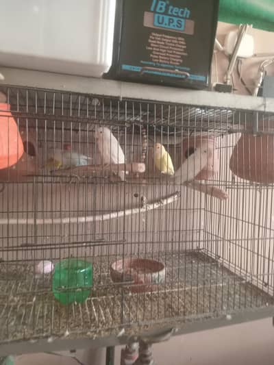 lovebirds for sale