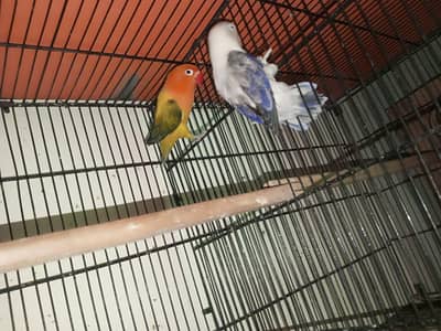 lovebirds