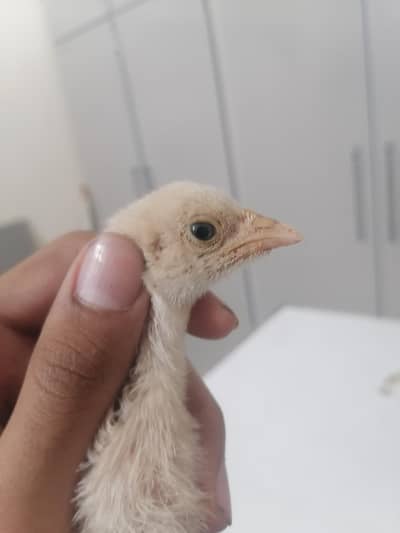 health and active hy