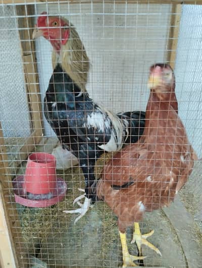 aseel jawa pure breed