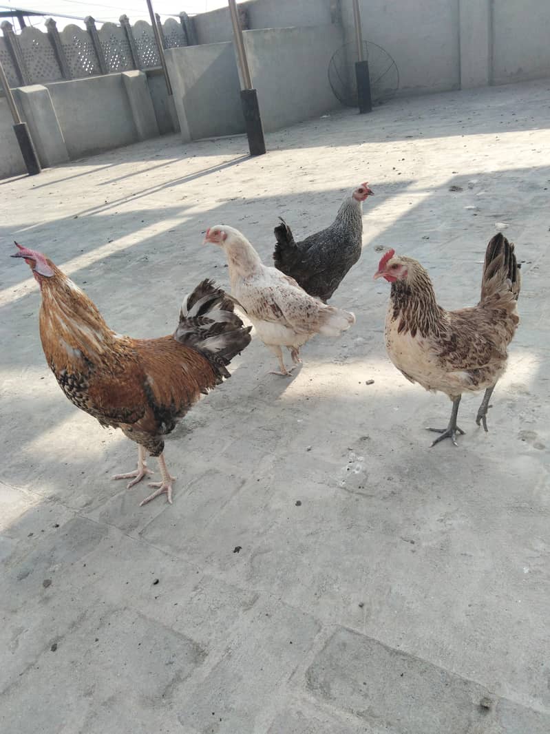 ایک مرغا چار مرغیاں ساری انڈے دیتی ہیں 0