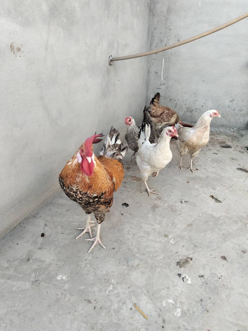ایک مرغا چار مرغیاں ساری انڈے دیتی ہیں 1