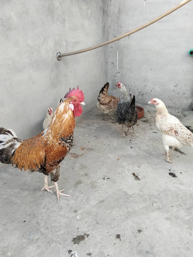 ایک مرغا چار مرغیاں ساری انڈے دیتی ہیں 2