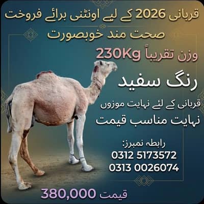Camel for sale for qurbani rawalpindi