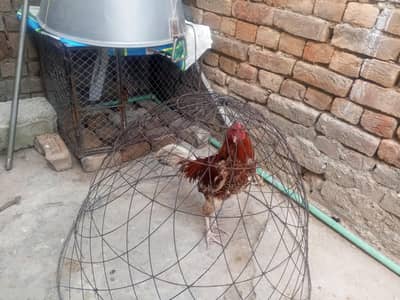 aseel murga for sale