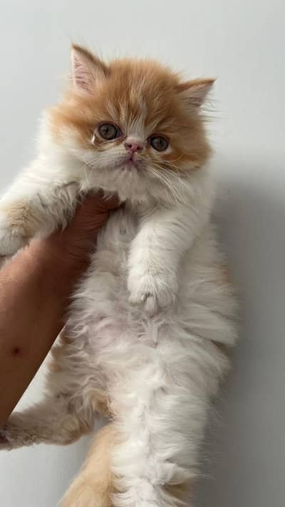 beautiful/Persian/cute/triple coaty/kitten
