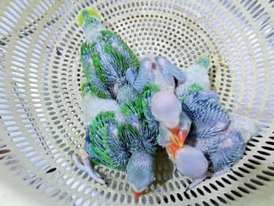 Ringneck Chicks Available