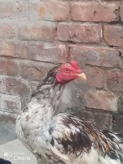 abhi patha ha seal murga hai king size