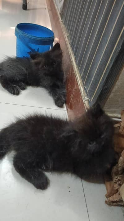 Black kittens