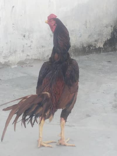 series person contact me