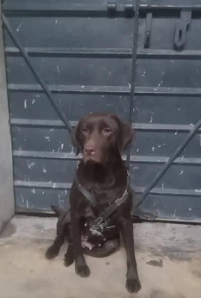 Whatsapp 03190594432