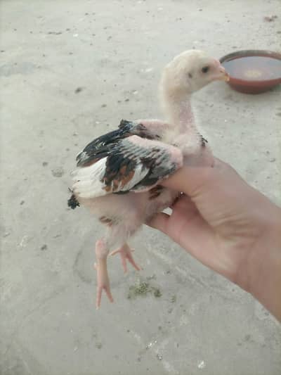 aseel chiks available full healty and active