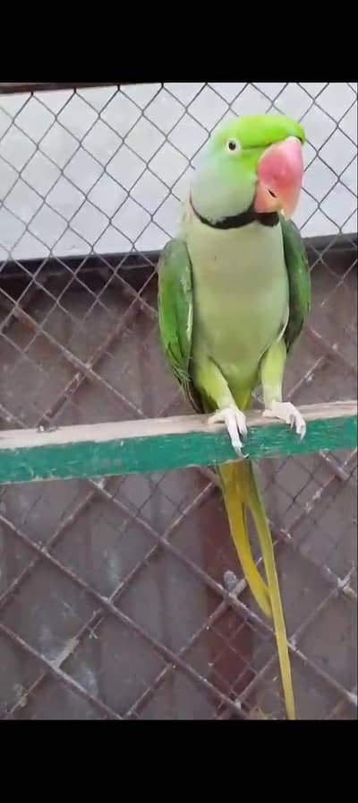 ghrelo male 03143275503