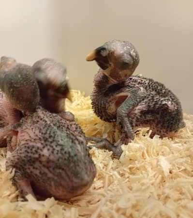 Grand Electus Trio Chicks