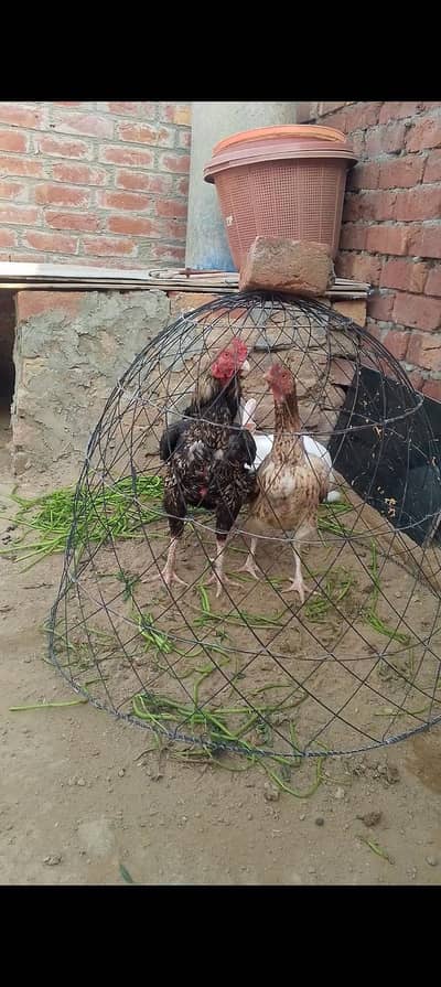 aseel mianwali pure jory 3 madia he white nok nali