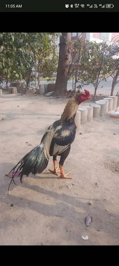 Aseel murga / pure aseel patha /Aseel