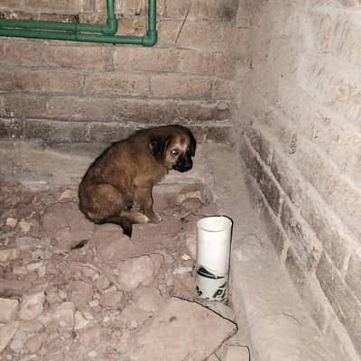 chotha cute puppy type kuta