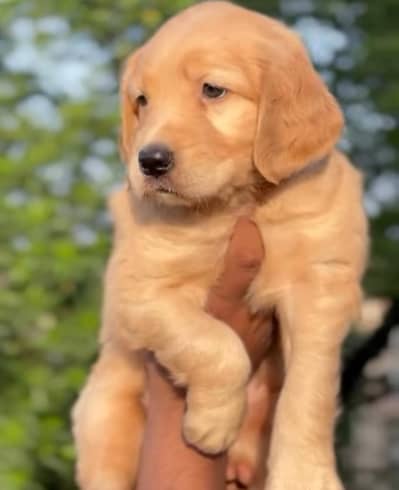 golden retriever female pup