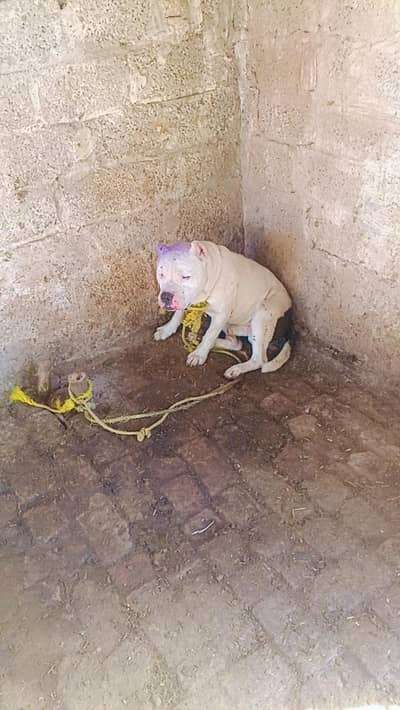 Strong pitbull dog for sale (vaccinated)