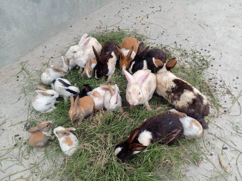 Rabbits 1