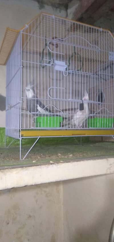 Cocktail breeder pair for sale