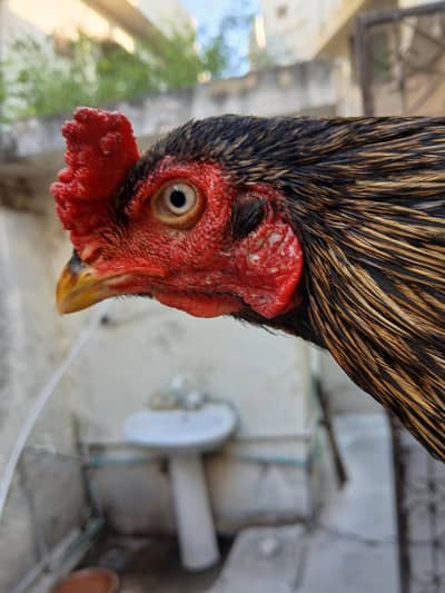 black jawa high quality patha exchange