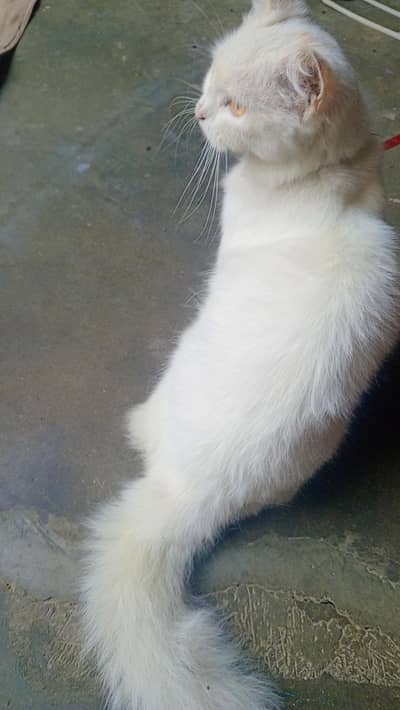 cats . black baby or white cat