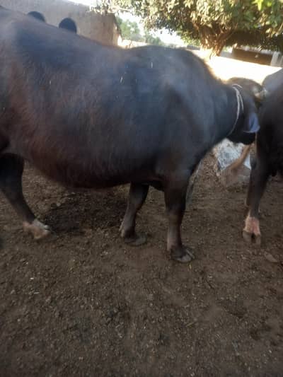 pure neli ki jhotian hin 2 hin dono sale krni hin dono 2 dant hin