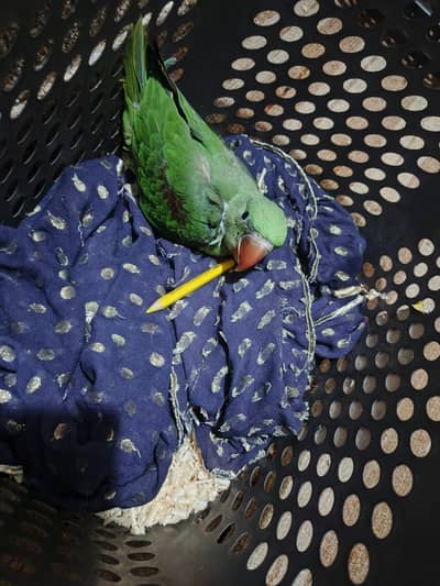 raw parrot home baby near to self fixed price