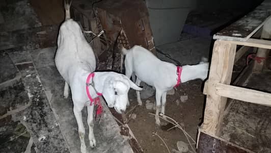 teddy Tapra for sale