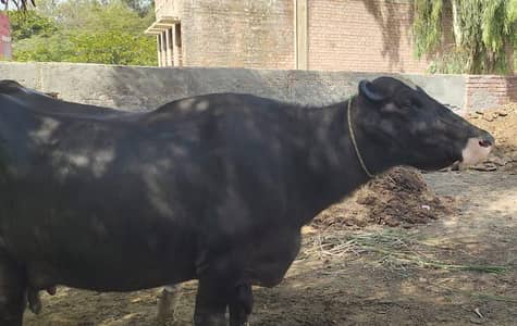 16 kilo dhoodh neeli Ravi