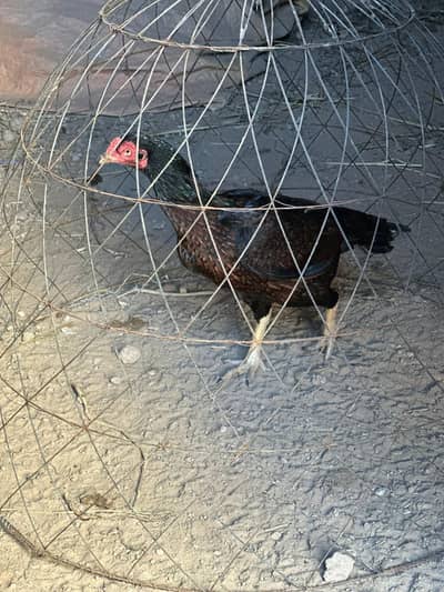 Mianwali aseel murgi