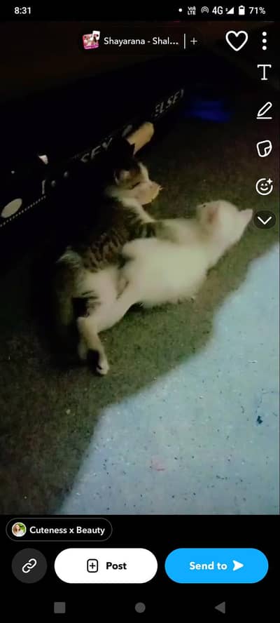 persian cats pair urgent for sale