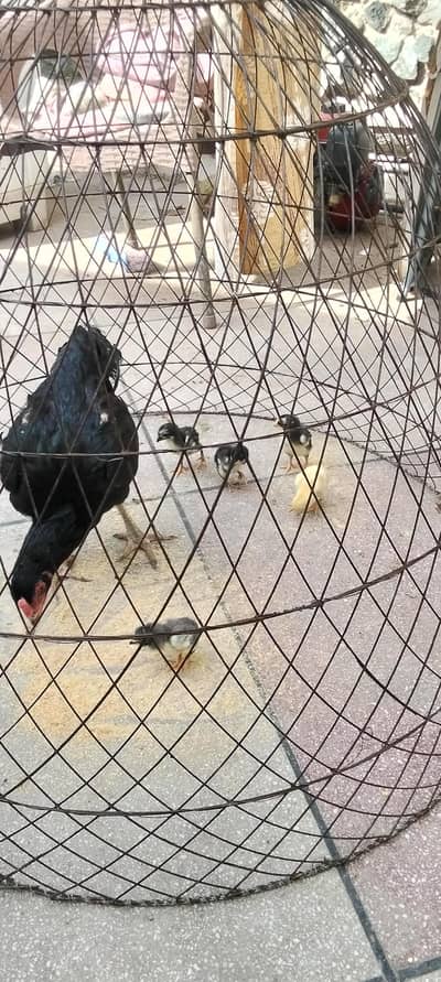 breeder murge for seal all satep khatam kar rha hu